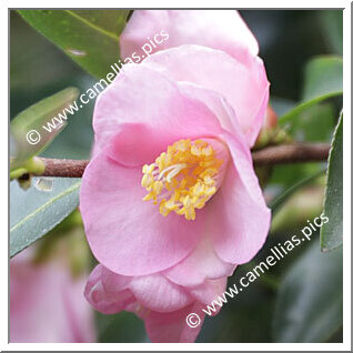 Camellia Hybride 'Transpink'