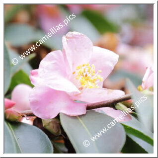 Camellia Hybride 'Transpink'