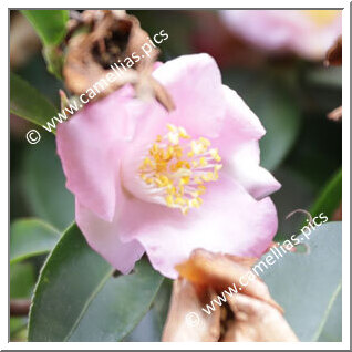 Camellia Hybride 'Transpink'