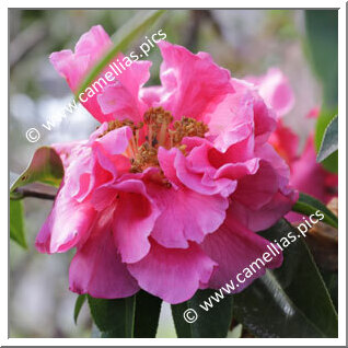 Camellia Hybride C.reticulata 'Trevor Lennard'