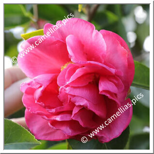 Camellia Hybride C.reticulata 'Trevor Lennard'