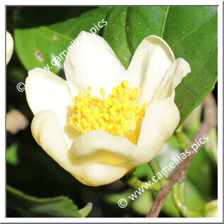 Camellia Botanique C. tunghinensis