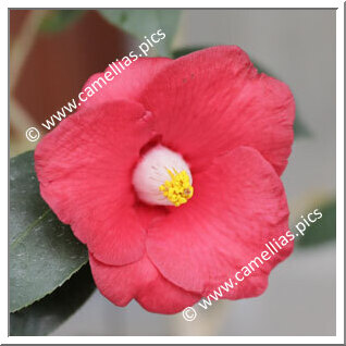 Camellia Japonica 'Waka-ka'ede'