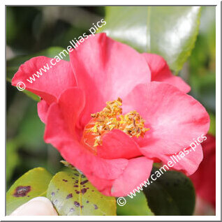 Camellia Japonica 'Waverley'