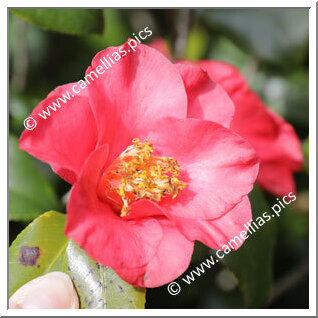 Camellia Japonica 'Waverley'