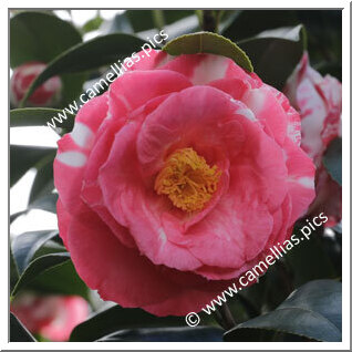 Camellia Japonica 'William Spragg'