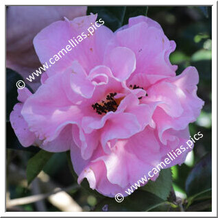 Camellia Reticulata 'Winter's Own'