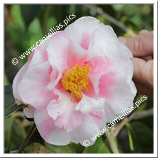 Camellia Reticulata 'Winter's Own Variegated'