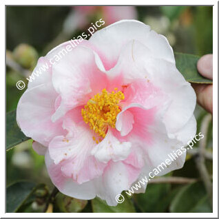 Camellia Reticulata 'Winter's Own Variegated'