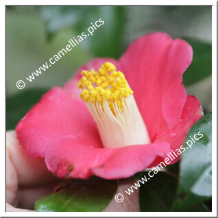 Camellia Japonica 'Yabu-tsubaki'