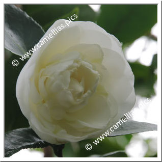 Camellia Japonica 'Yasuyuki'