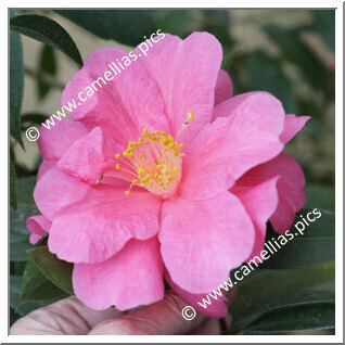 Camellia Reticulata 'Yipinhong'