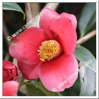 Camellia Japonica 'Yuri-chidori'