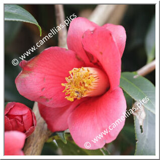 Camellia Japonica 'Yuri-chidori'