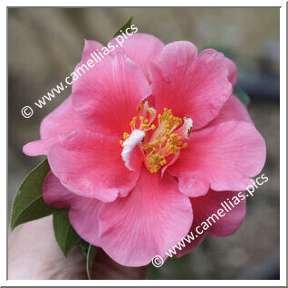 Camellia Reticulata 'Zaomudan'
