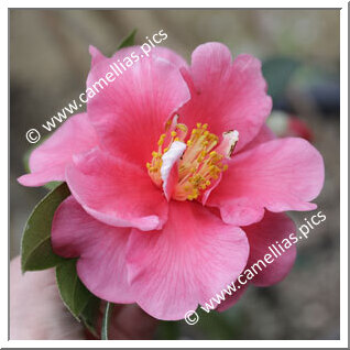 Camellia Reticulata 'Zaomudan'