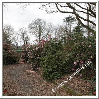 Private Garden - Near Guingamp (Côtes d'Armor, France)