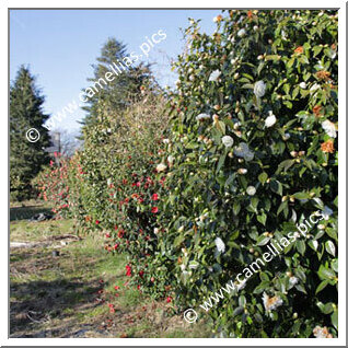 Private Garden - In the Morbihan countryside (France)