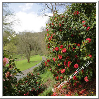 Mount Edgcumbe (Plymouth)