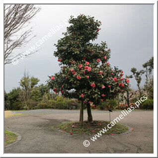 Kurume Camellia Garden (Kurume)