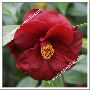 Another camellia with a very deep red color.